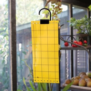Feuilles de glue jaune contre mouches et aleurodes