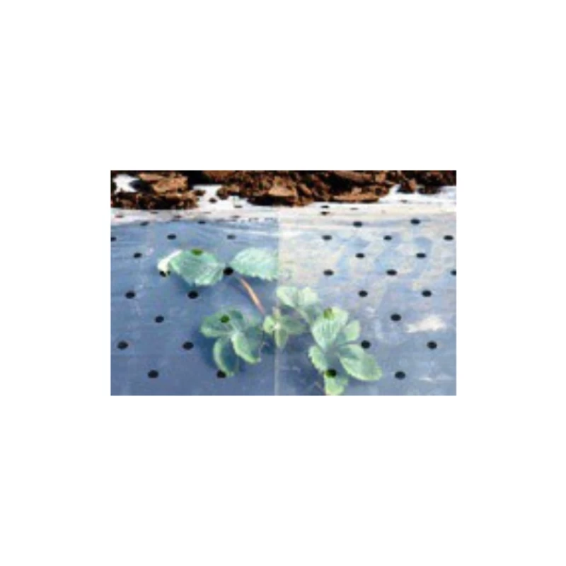 Film de couverture perforé pour potager - largeur  10m