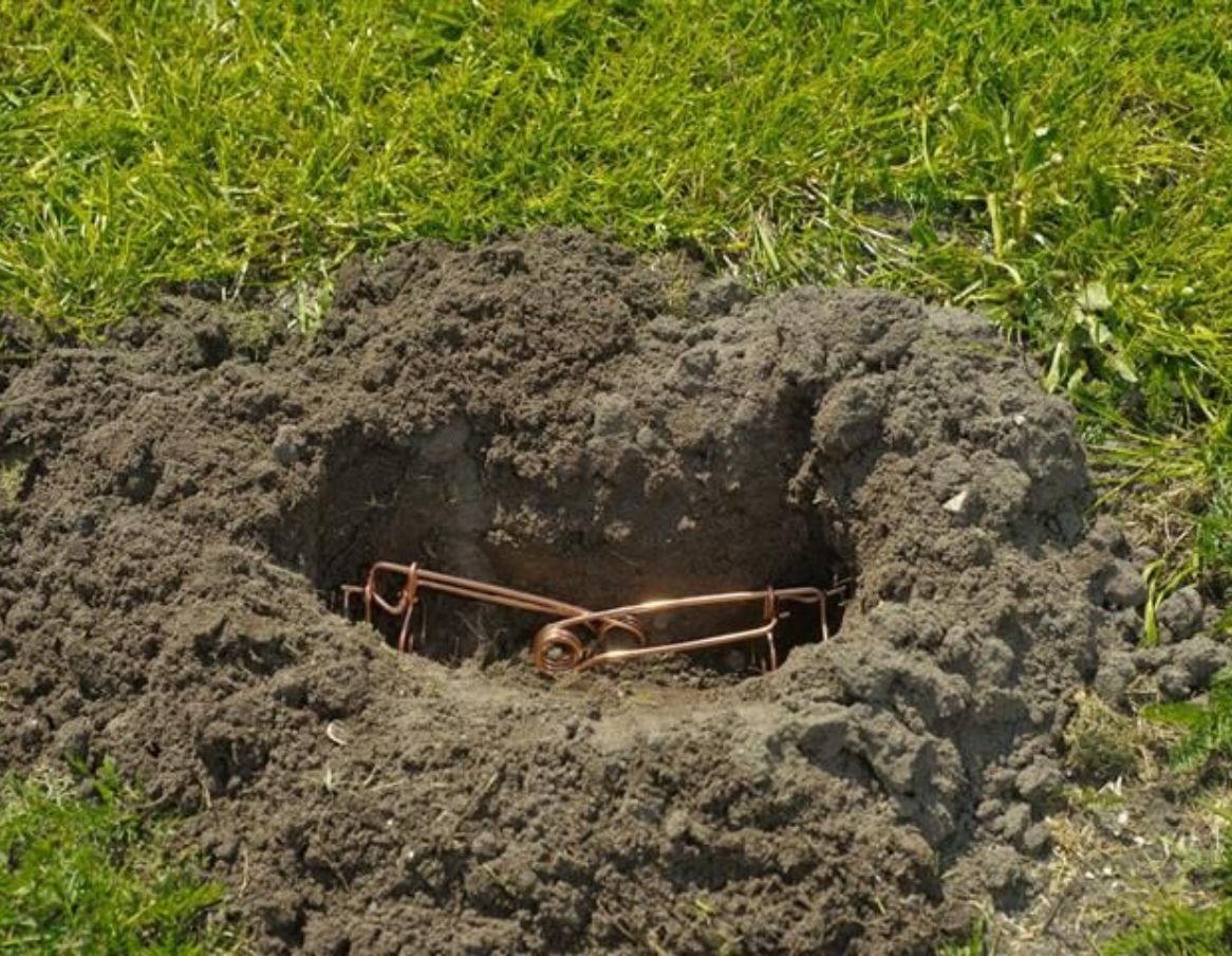 Piège à taupe à tendeur - Lot de 2 - Jardinet