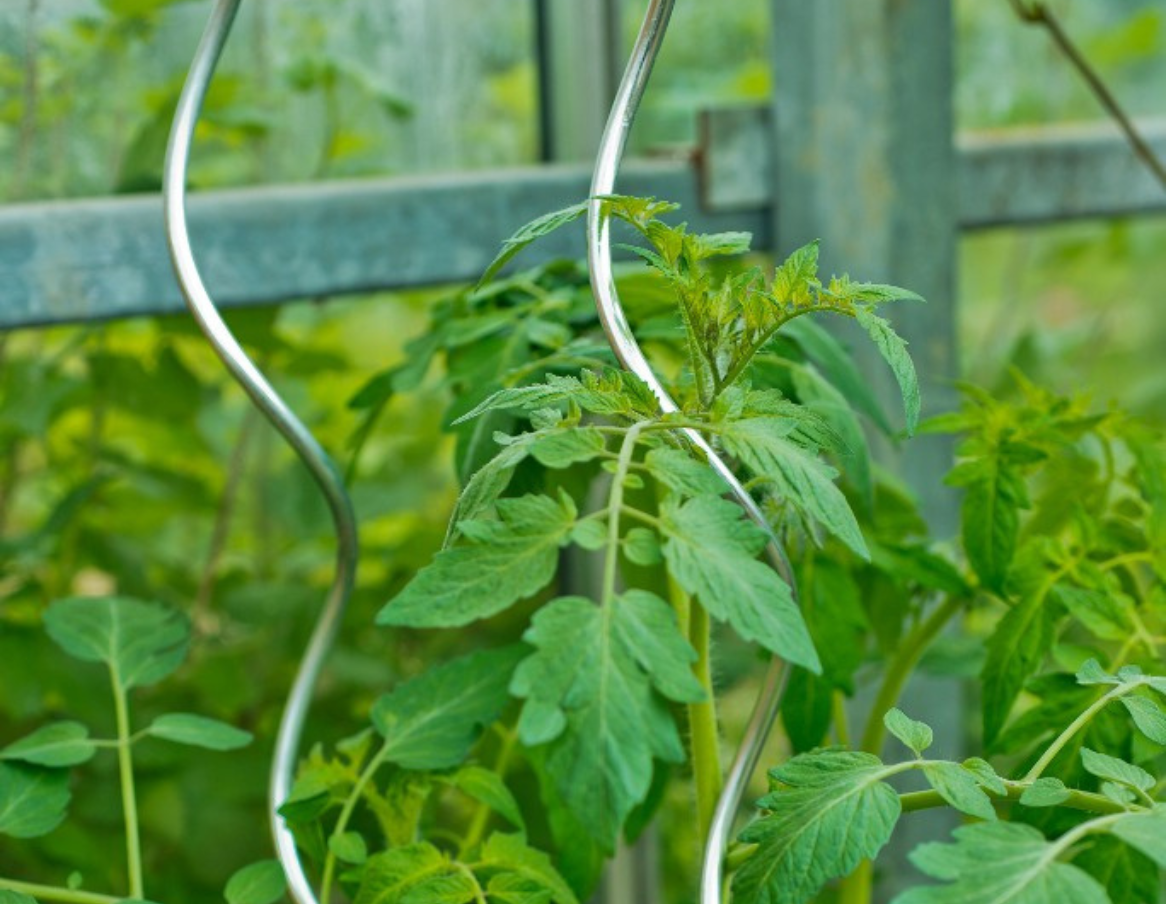 Tuteurs Spirale Galvanisés 150 Cm - Lot De 10, Pour Tomates, Haricots, Plantes Grimpantes, Extérieur