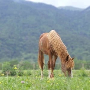 Semence pour prairie sur terrain sec - Chevaux N°4 - sol séchant