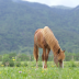 Semence pour prairie sur terrain sec - Chevaux N°4 - sol séchant