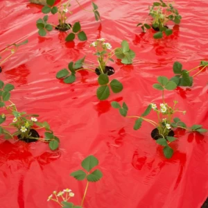Film de paillage pour Fraises 25µ - l. 0,95m - L. 5 ou 10m