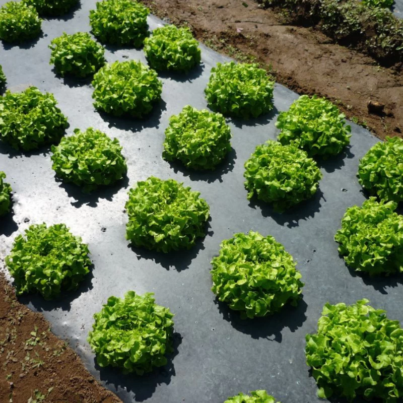 Film de paillage pour potager 16 trous - 1,50 x 1000m