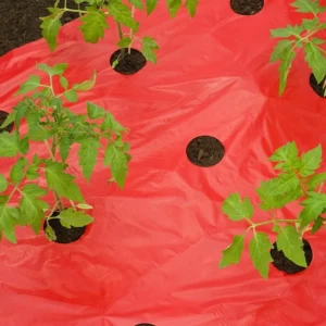 Film de paillage pour Tomates 25µ - l. 0,95m - L. 10m
