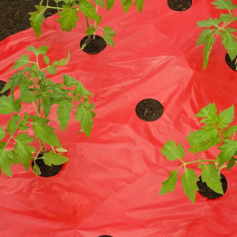 Film de paillage pour Tomates 25µ - l. 0,95m - L. 10m