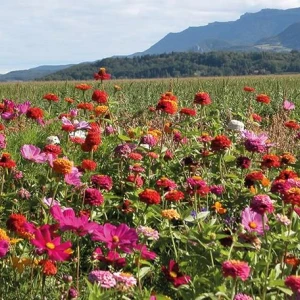 Jachère fleurie Jour de Fête - 400g