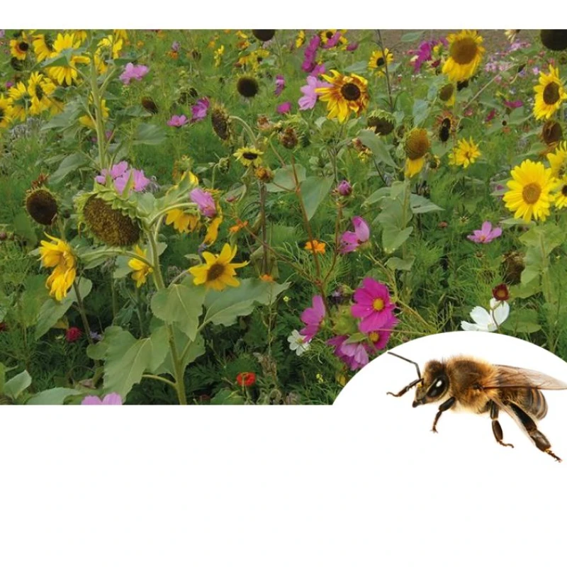 Jachère de fleurs mellifères - 400g