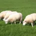 Semence pour prairie de moutons - Destockage sac incomplet