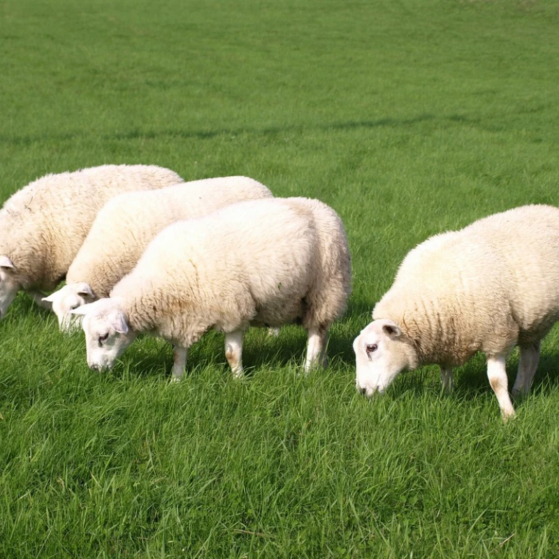 Semence pour prairie de moutons - Destockage sac incomplet