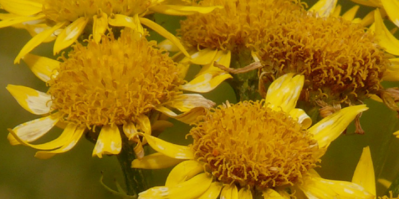 Tout savoir sur l’arnica
