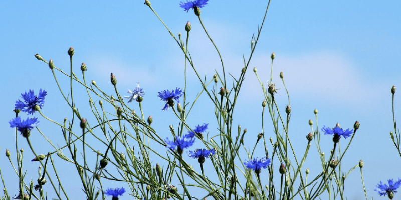 Tout savoir sur les bleuets