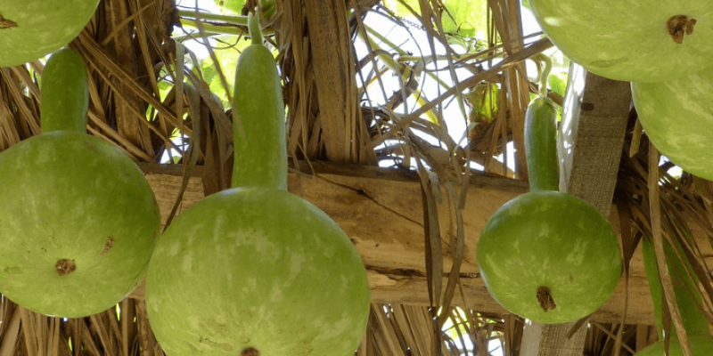 Tout savoir sur la calebasse