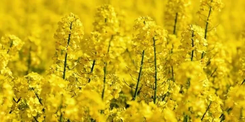 Tout savoir sur le colza