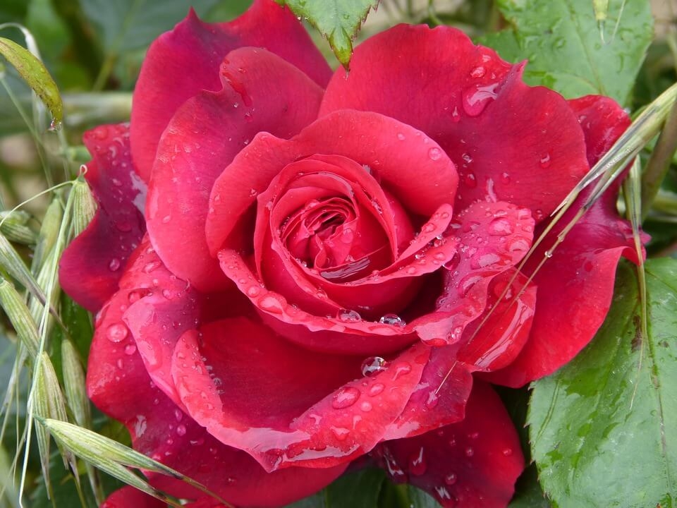 Comment planter vos rosiers ?