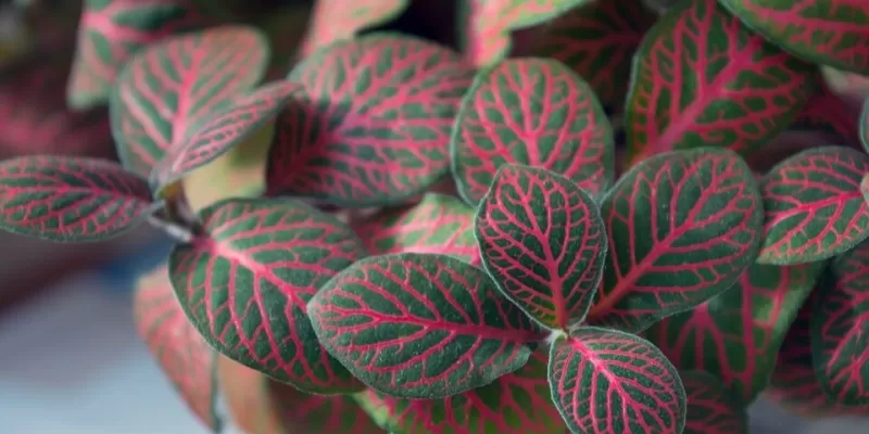 Comment réussir votre jardin d’intérieur ?