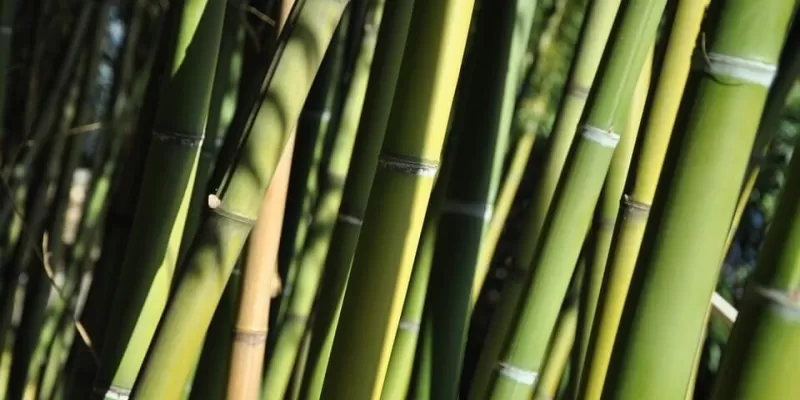 Comment installer une barrière anti-rhizomes ?