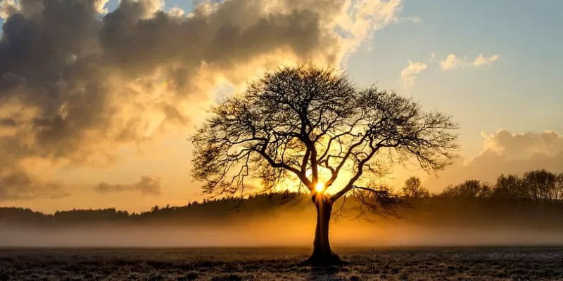 Comprendre les plantes et leur environnement