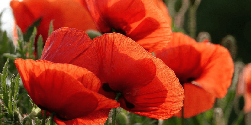 Tout savoir sur le coquelicot