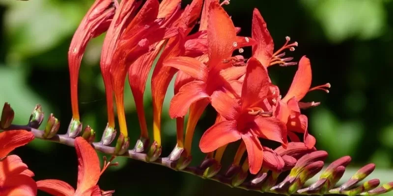Tout savoir sur le crocosmia