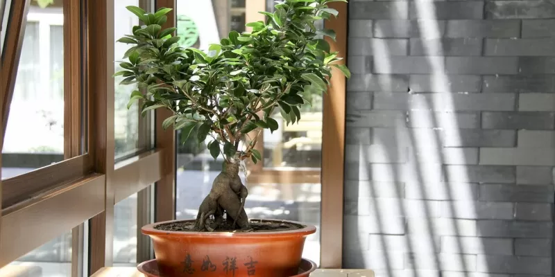 Entretien du ficus Ginseng