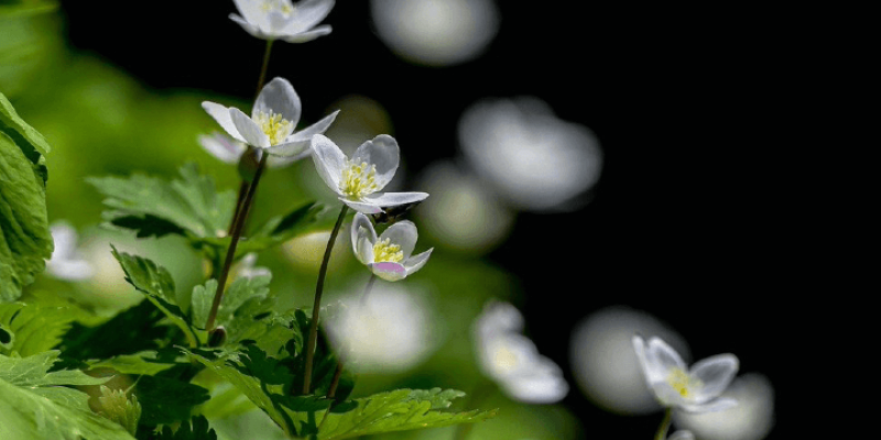 Les fleurs à cueillir en juin