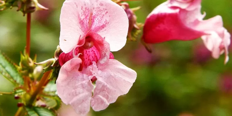 L’abécédaire des principales espèces et variétés de fleurs : B
