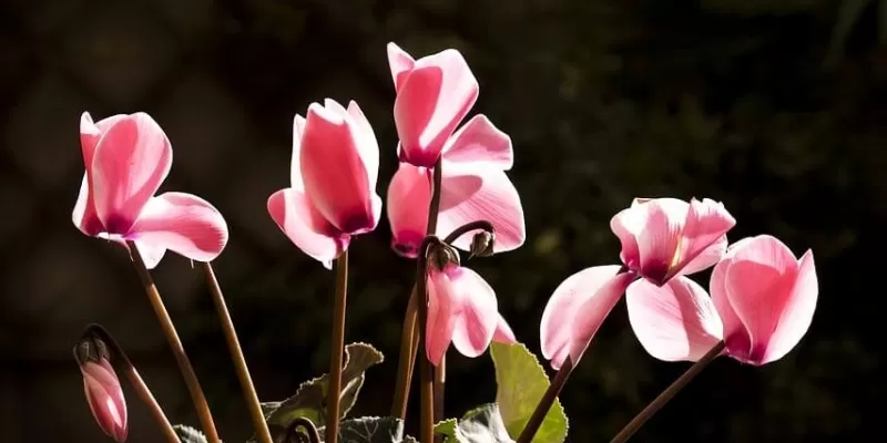 L’abécédaire des principales espèces et variétés de fleurs : C