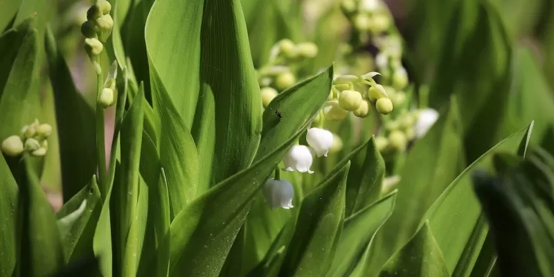 Tout savoir sur le muguet