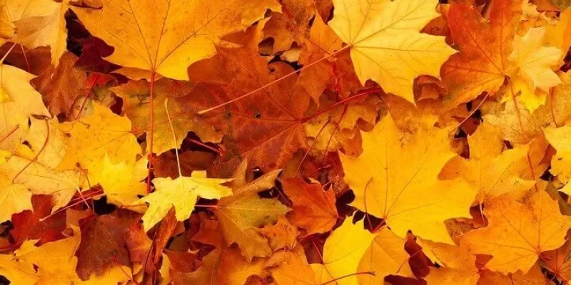Les feuilles d’automne