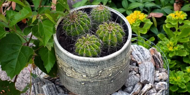 Plantes d’intérieur en été