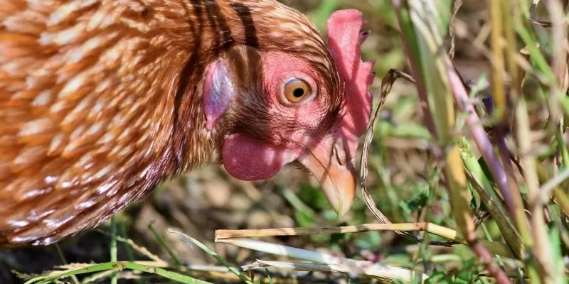 Poules et canicule