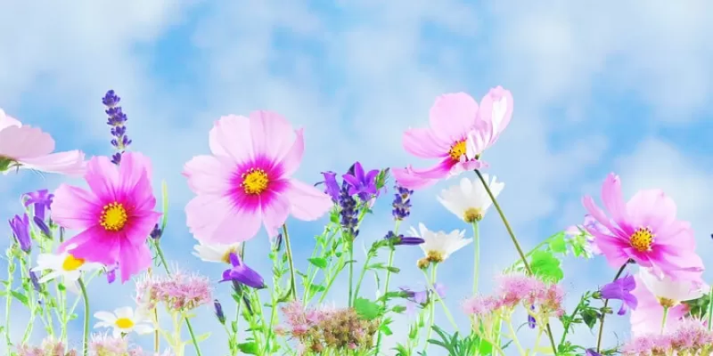 Quelles cultures florales faire à la fin du printemps ?