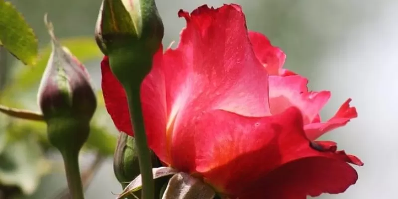Quelles cultures florales réaliser de fin avril à fin mai ?