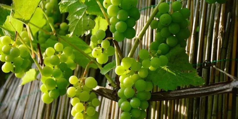 Quelles sont les différentes formes palissées des arbres fruitiers ?