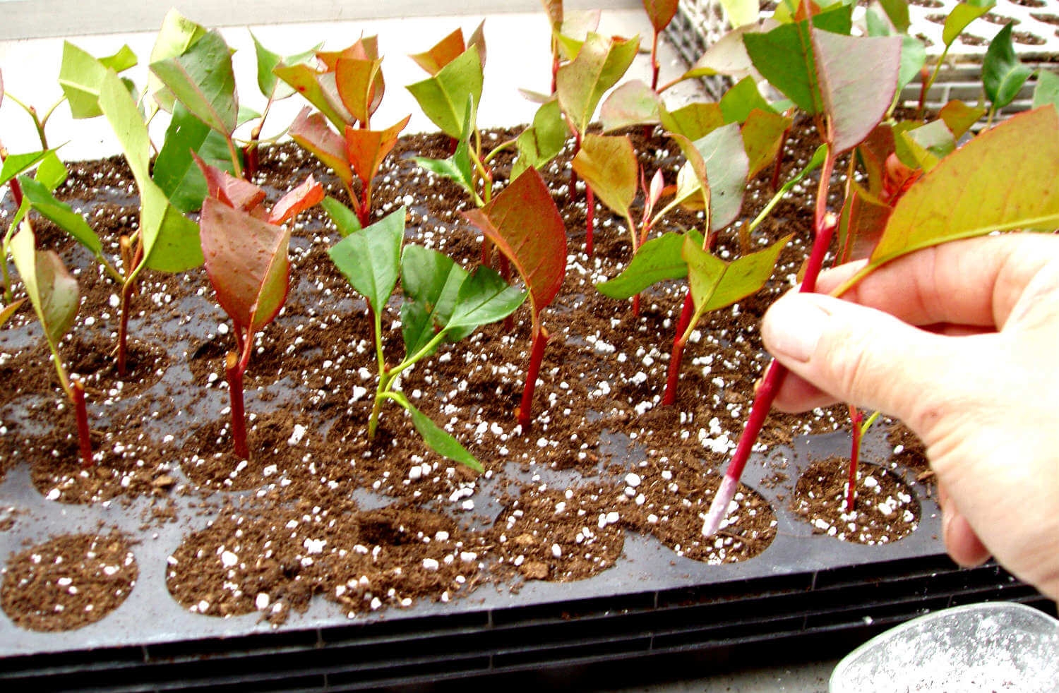 Quelles sont les diffrentes mthodes de bouturage ?