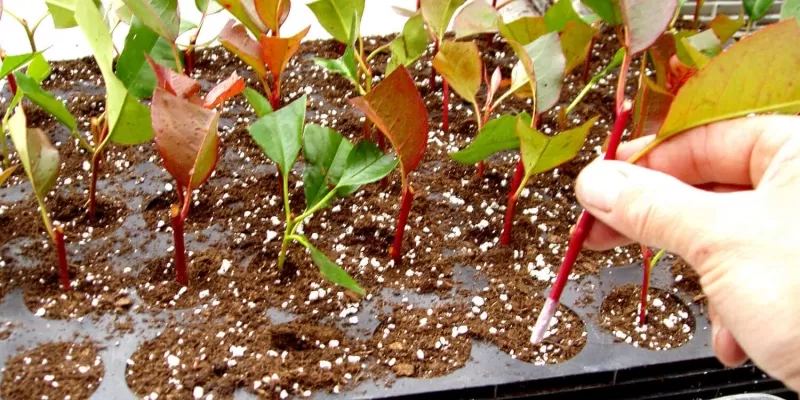 Quelles sont les différentes méthodes de bouturage ?