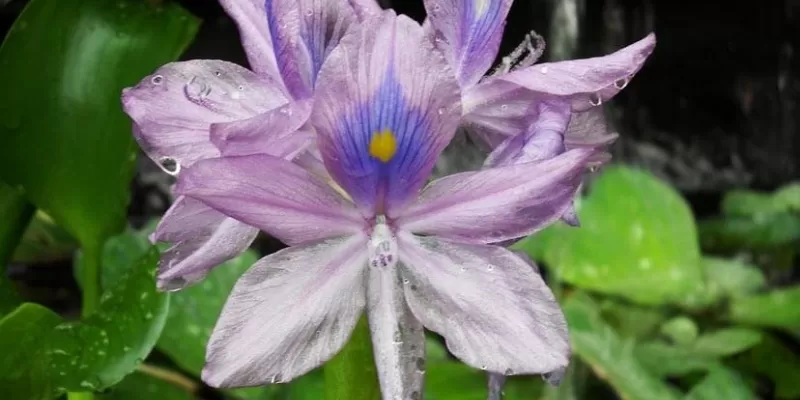 Quelles sont les espèces et variétés de plantes aquatiques ?