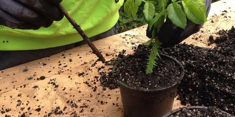 Qu'est-ce que le bouturage ?