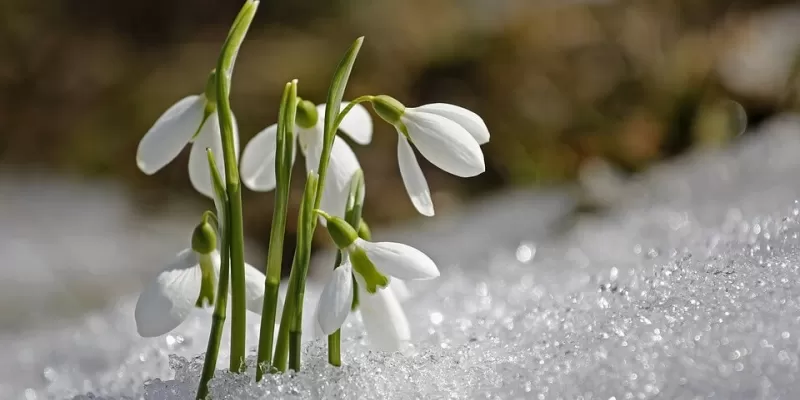 Quoi faire au jardin de novembre à mi-février ?