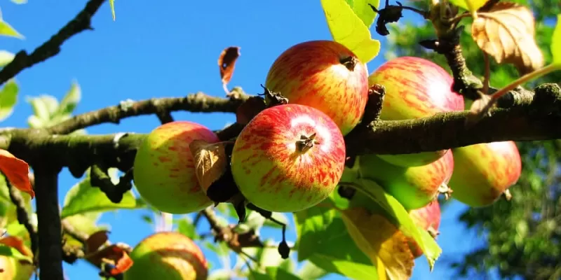 Quoi faire au verger à la fin du printemps ?