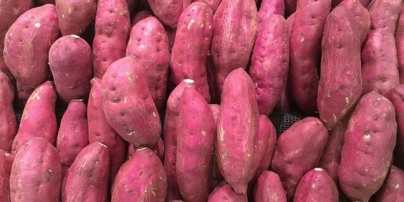 Tout savoir sur la patate douce