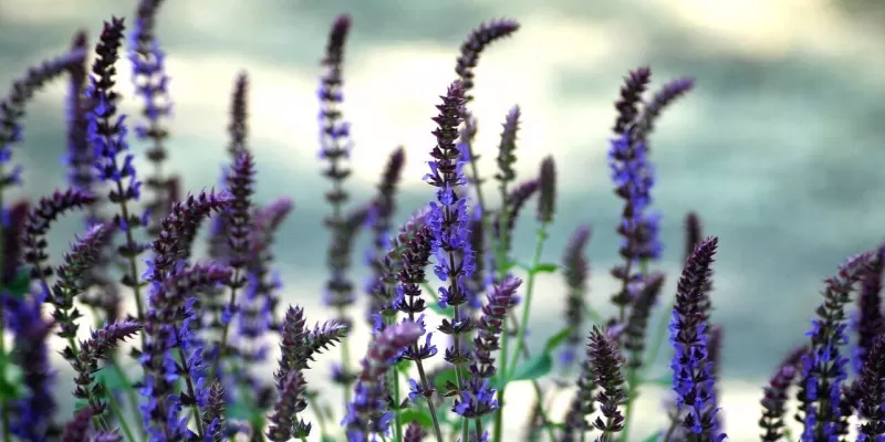 Tout savoir sur la sauge