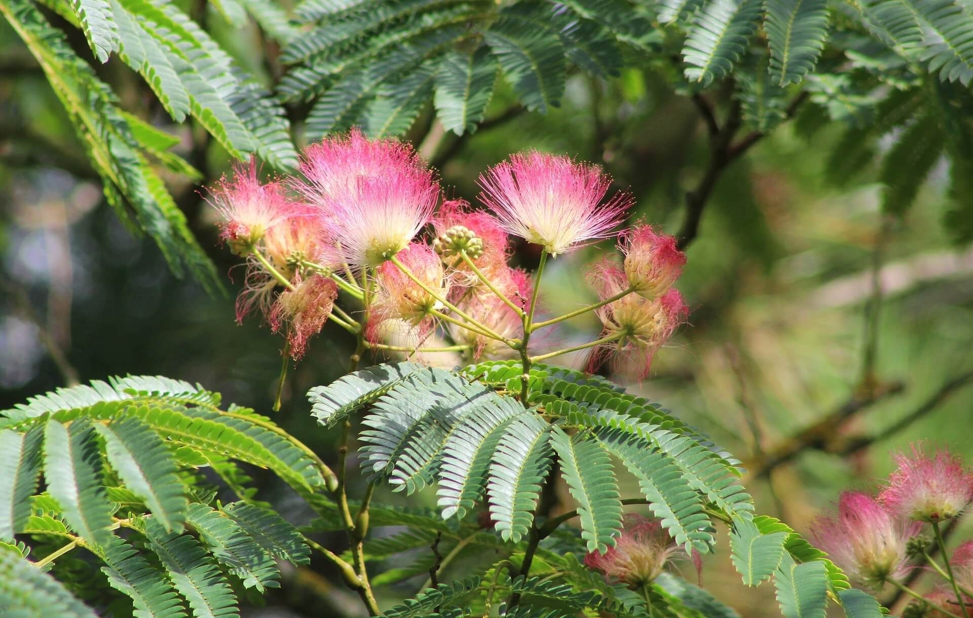Tout Savoir Sur L albizia Tout Savoir Sur L albizia