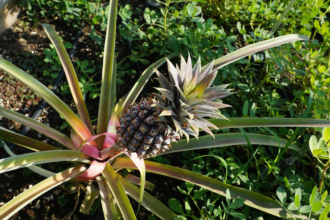 Tout savoir sur l'ananas