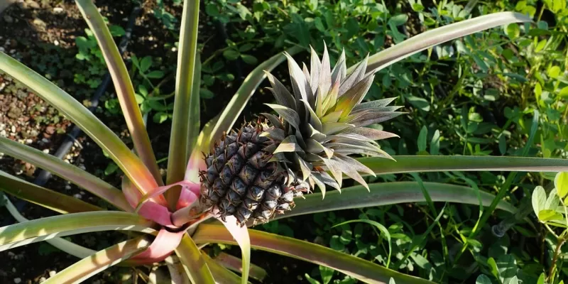 Tout savoir sur l’ananas