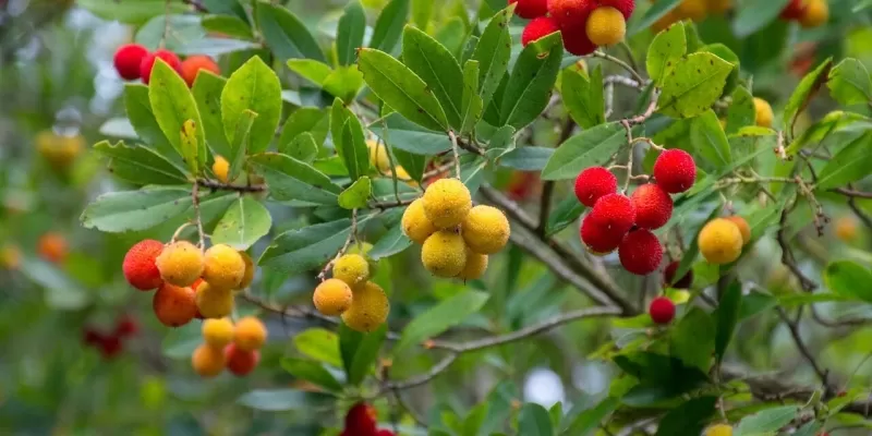 Tout savoir sur l’arbousier