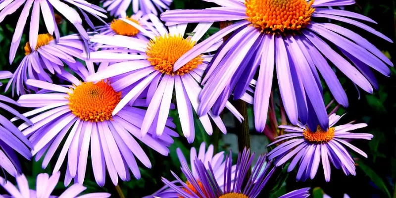 Tout savoir sur l’aster