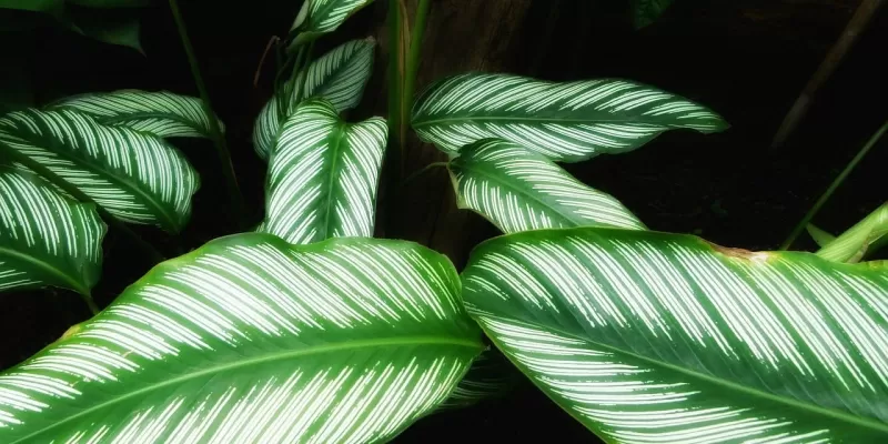 Tout savoir sur le Calathea