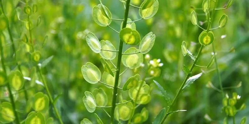 Tout savoir sur le Thlaspi